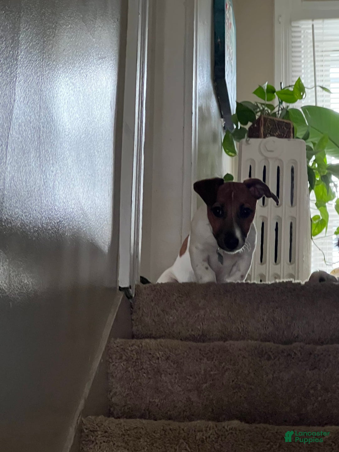 Gallery Image {{count}}