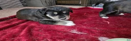 Huskipoo dogs for sale: Shere Khan - Ad 3
