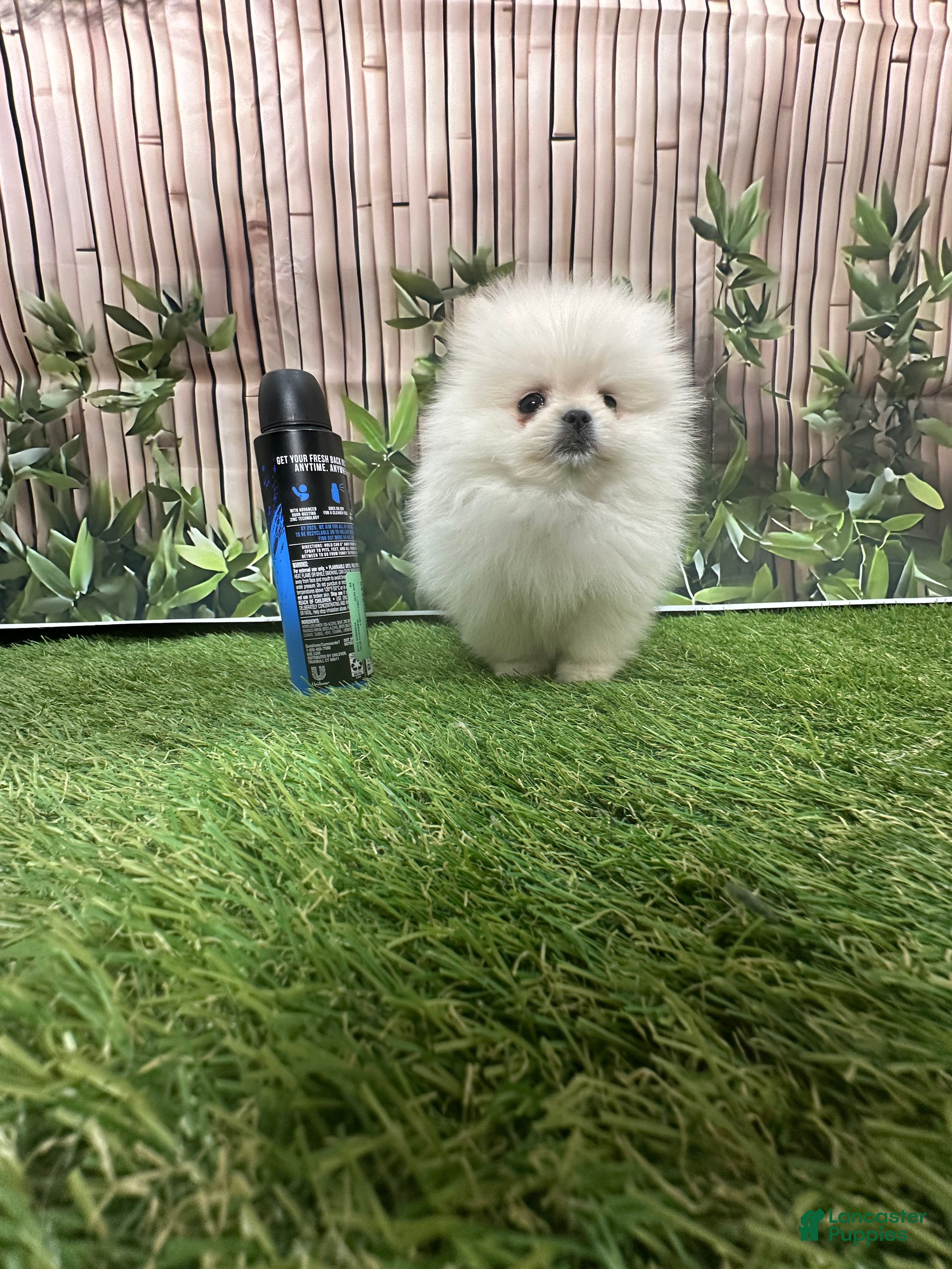 Pomeranian dogs Pomeranian Puppy 2 - Ad 20