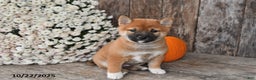Shiba Inu dogs for sale: Josie - Ad 9