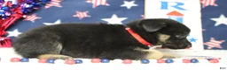 Mixed Breed dogs for sale: Pine  - Ad 5