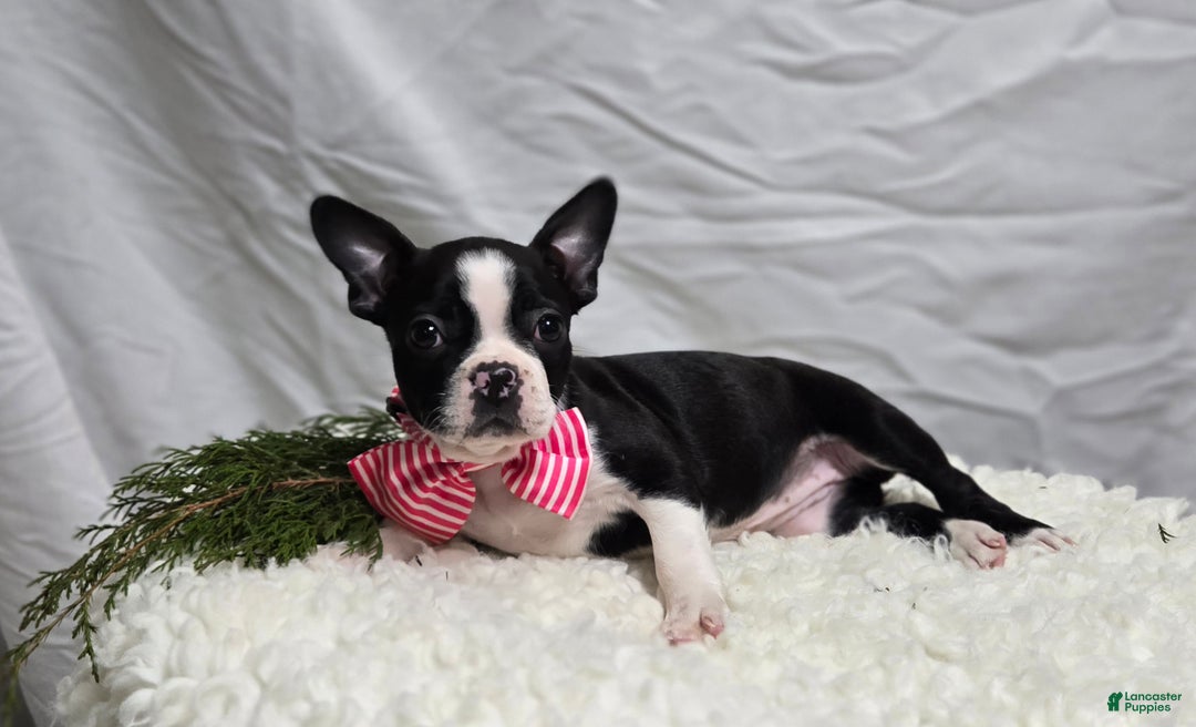 Boston Terrier dogs for sale: Baby Doll - Ad 8
