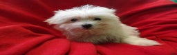 Maltese dogs for sale: Maltese Puppy 4 - Ad 1