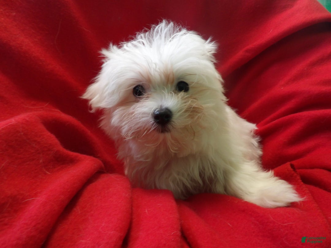 Maltese dogs for sale: Maltese Puppy 4 - Ad 1