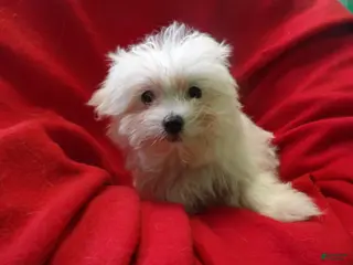 Maltese dogs Maltese Puppy 4 - Ad 16