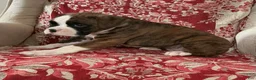 Boxer dogs for sale: DUSSEL  - Ad 5