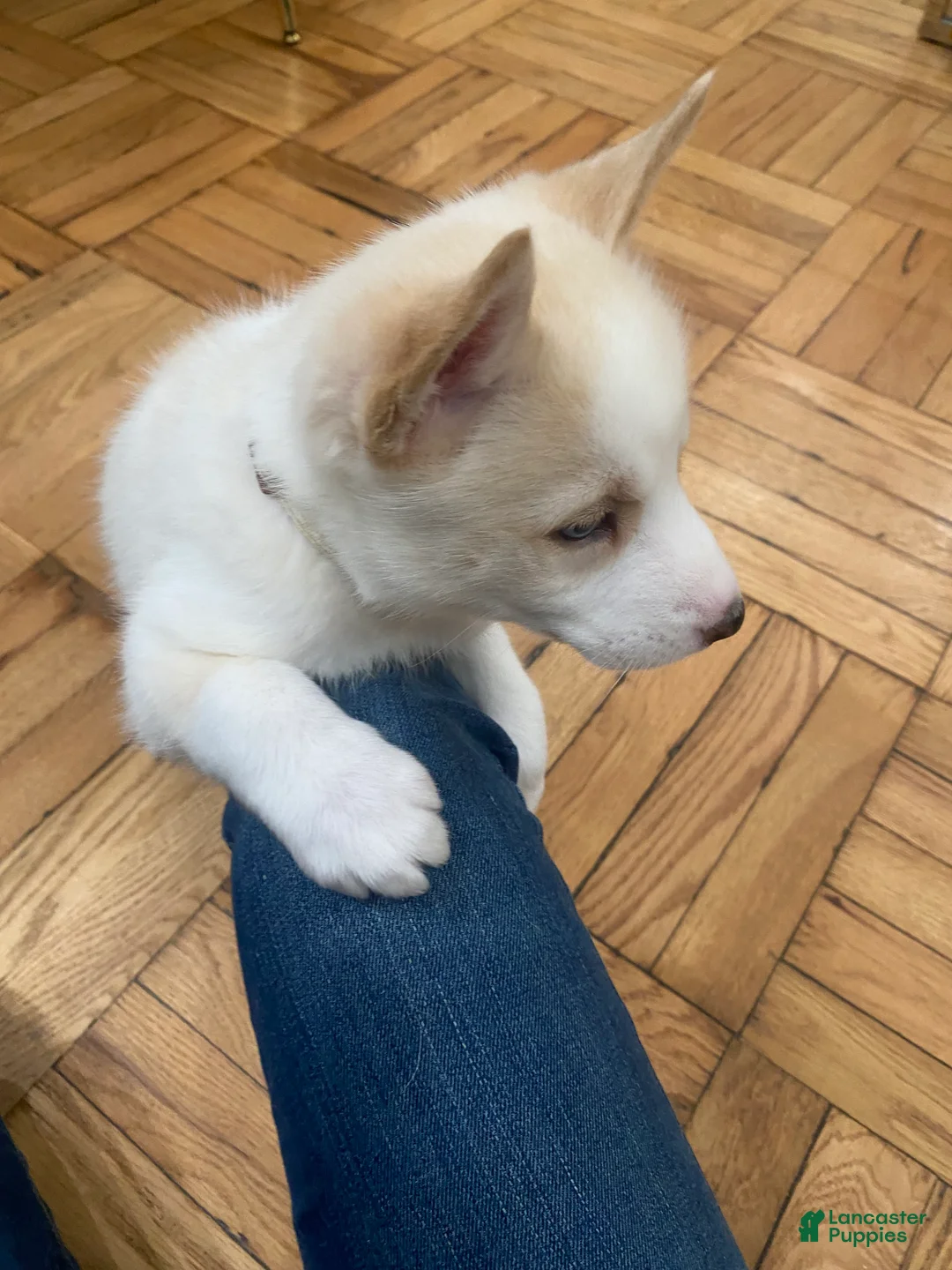 Siberian Husky dogs for sale: Caramel  - Ad 3