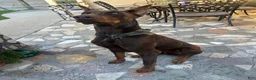 Doberman Pinscher dogs for sale: Doberman Pinscher 1 - Ad 9