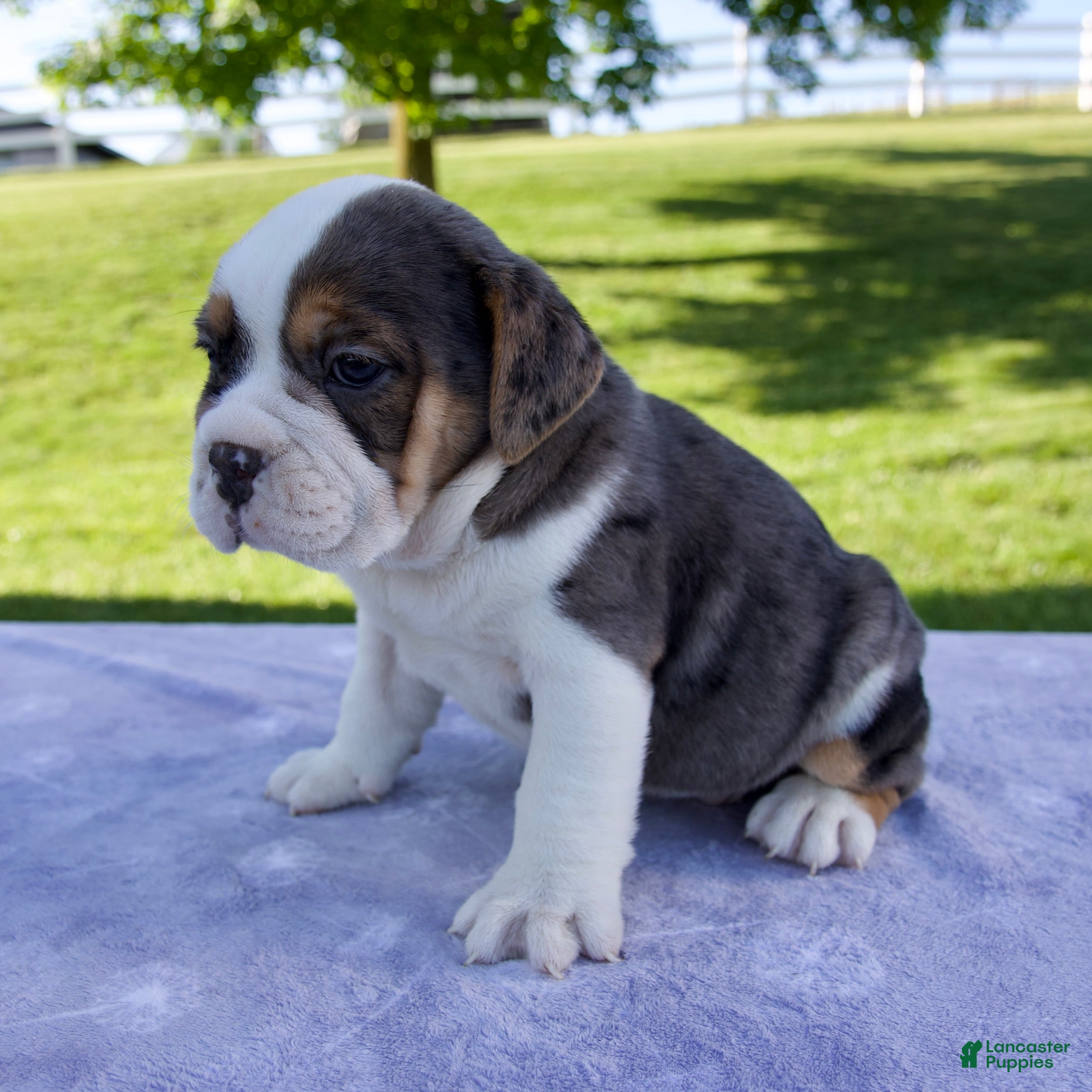 Beabull dogs Sylvie - Ad 2