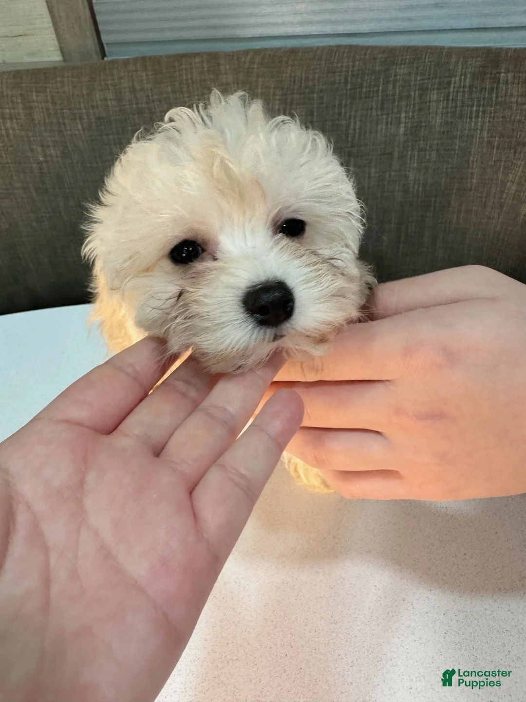 Toy Poodle dogs for sale: Lunar - Ad 1