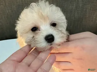 Toy Poodle dogs for sale: Lunar - Ad 3