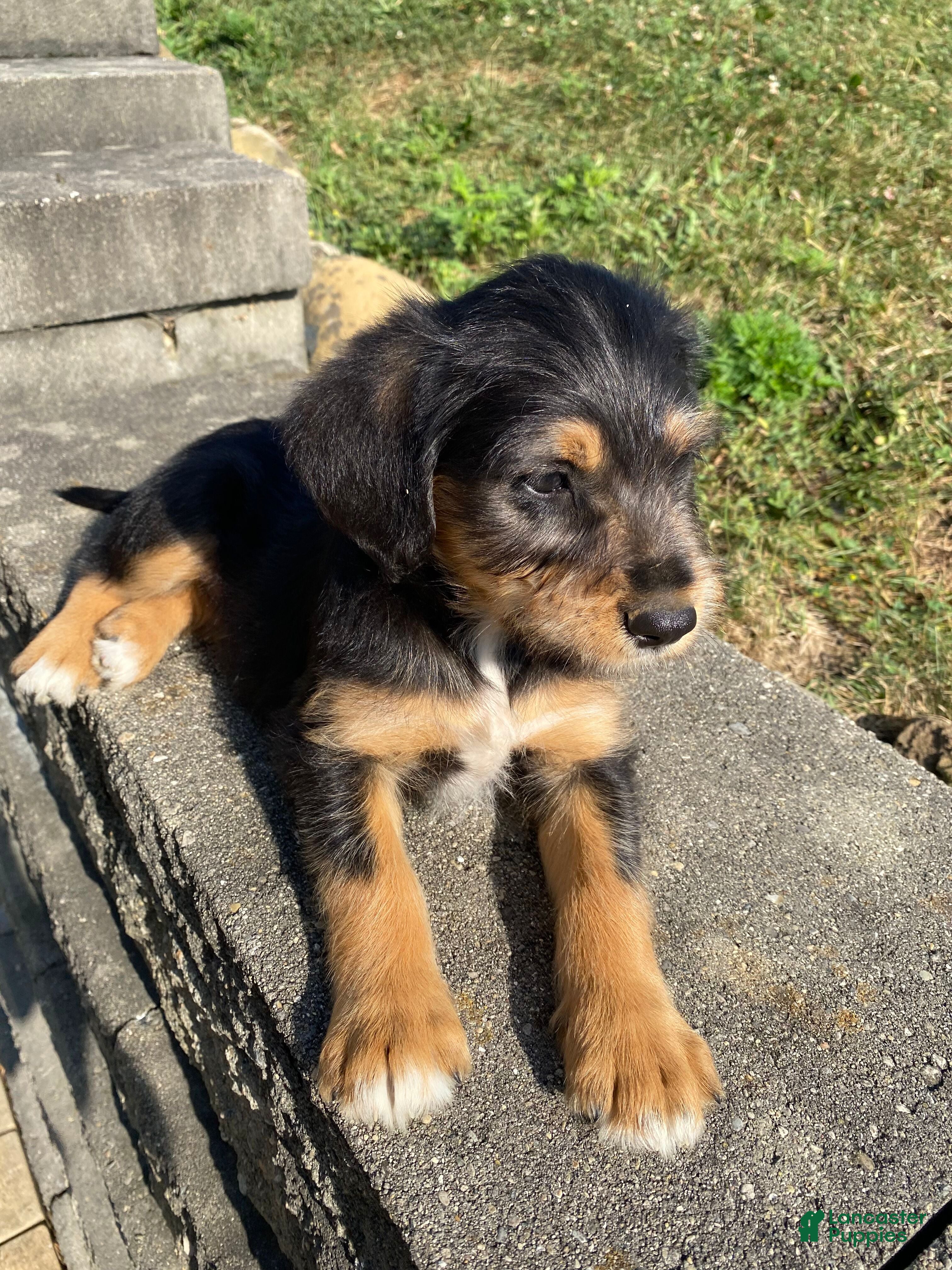 Mixed Breed dogs Otis - Ad 2