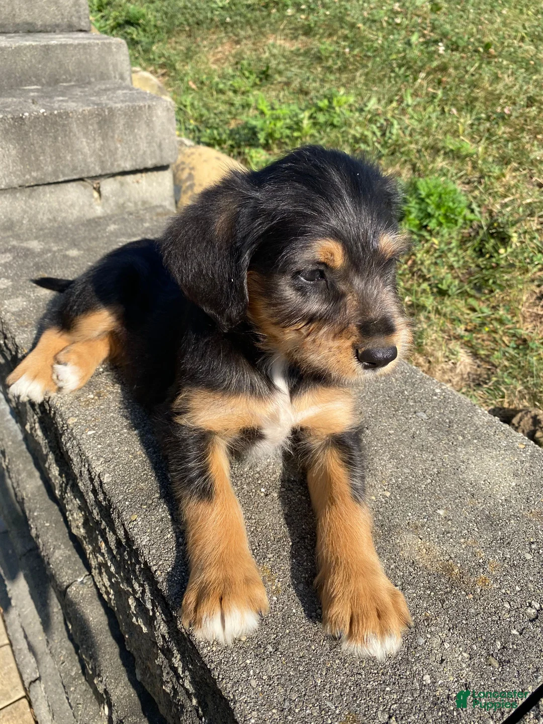 Mixed Breed dogs for sale: Otis - Ad 2