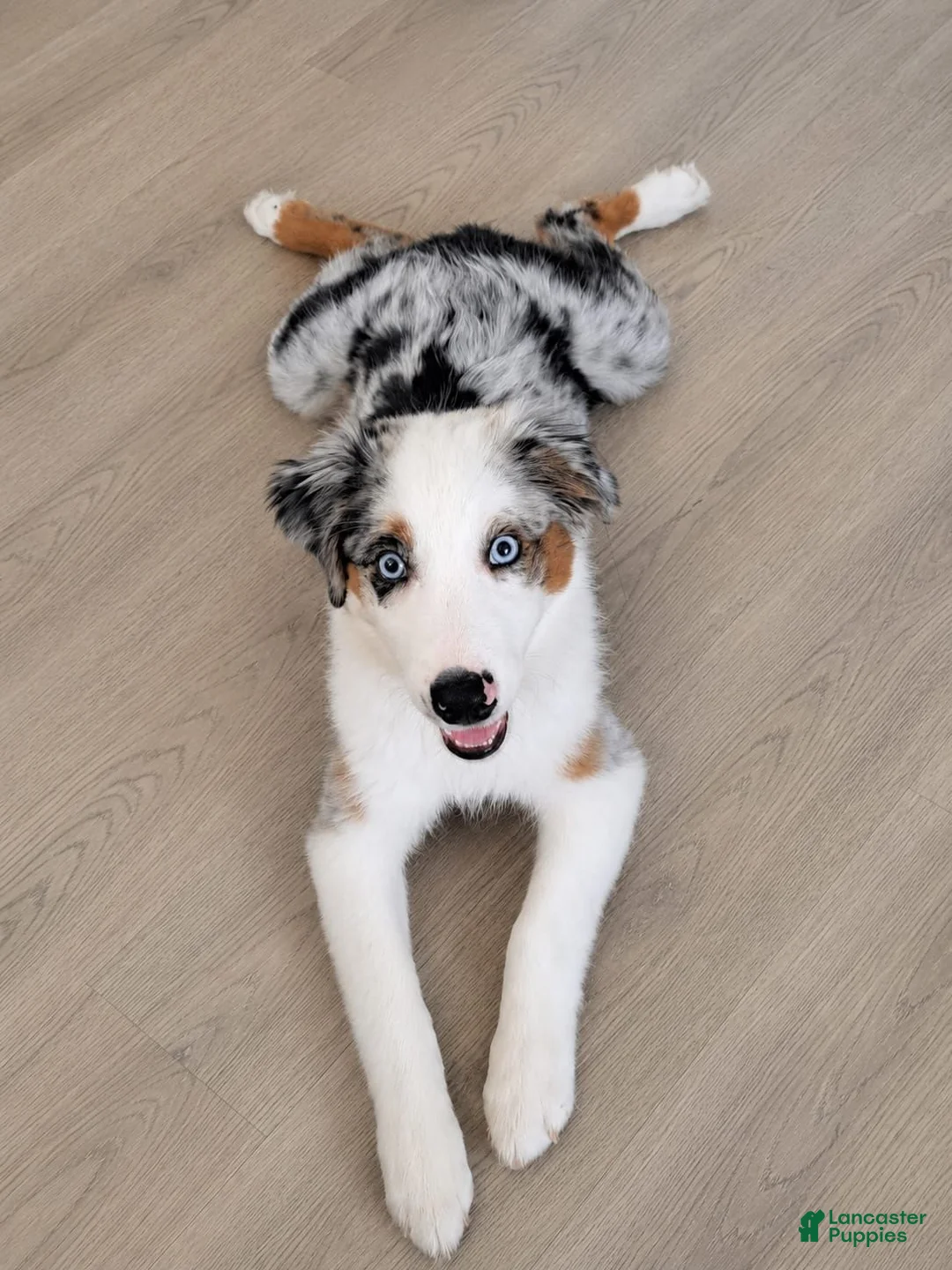 Australian Shepherd dogs for sale: Gracie - Ad 6