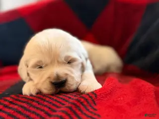 Golden Retriever dogs Franky - Ad 32