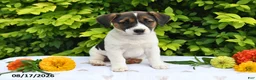 Mixed Breed dogs for sale: Della - Ad 4