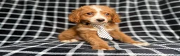 Cockapoo dogs for sale: Jett - Ad 4