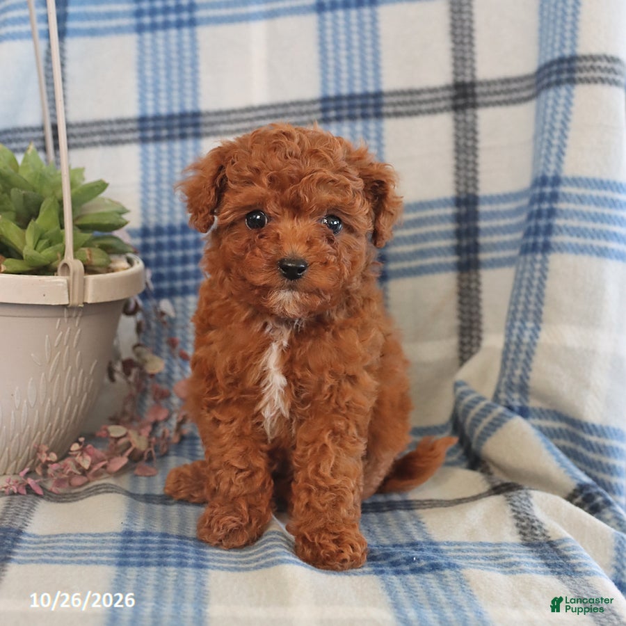 Toy Poodle dogs for sale: Joey - Ad 1