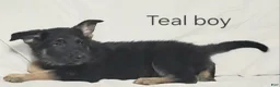 German Shepherd dogs for sale: Teal Boy - Ad 1