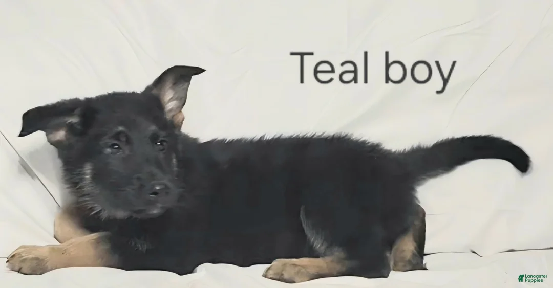 German Shepherd dogs for sale: Teal Boy - Ad 1
