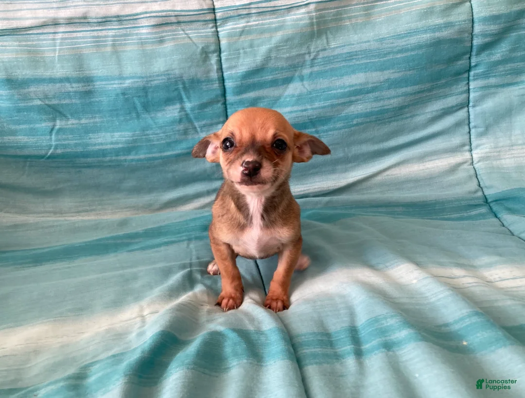 Chihuahua dogs for sale: Lacey - Ad 5