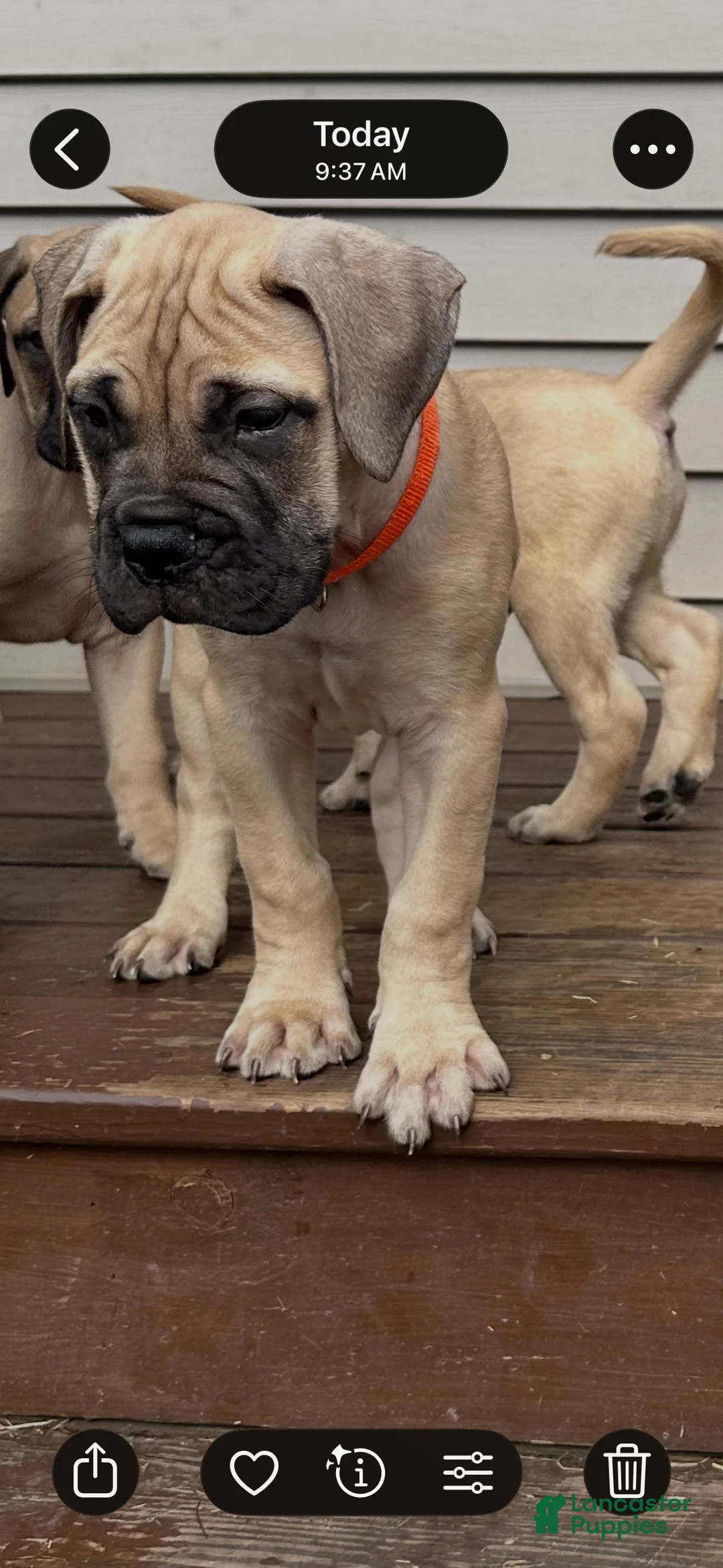 Bullmastiff dogs for sale: Agatha - Ad 2