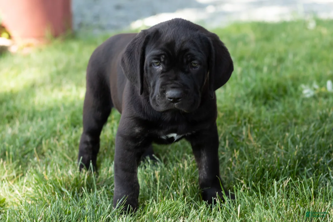 Cane Corso dogs for sale: Daisy  - Ad 1