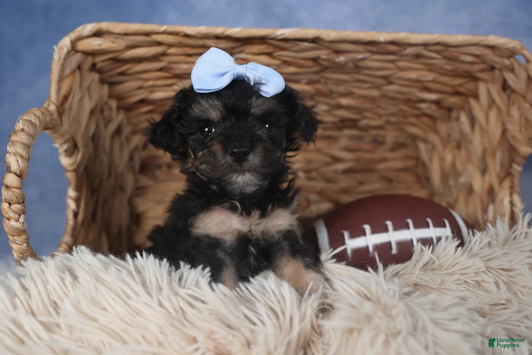 Miniature Poodle dogs for sale: Rosebud (Runt of Litter) - Ad 14