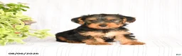 Yorkshire Terrier dogs for sale: Oliver - Ad 4
