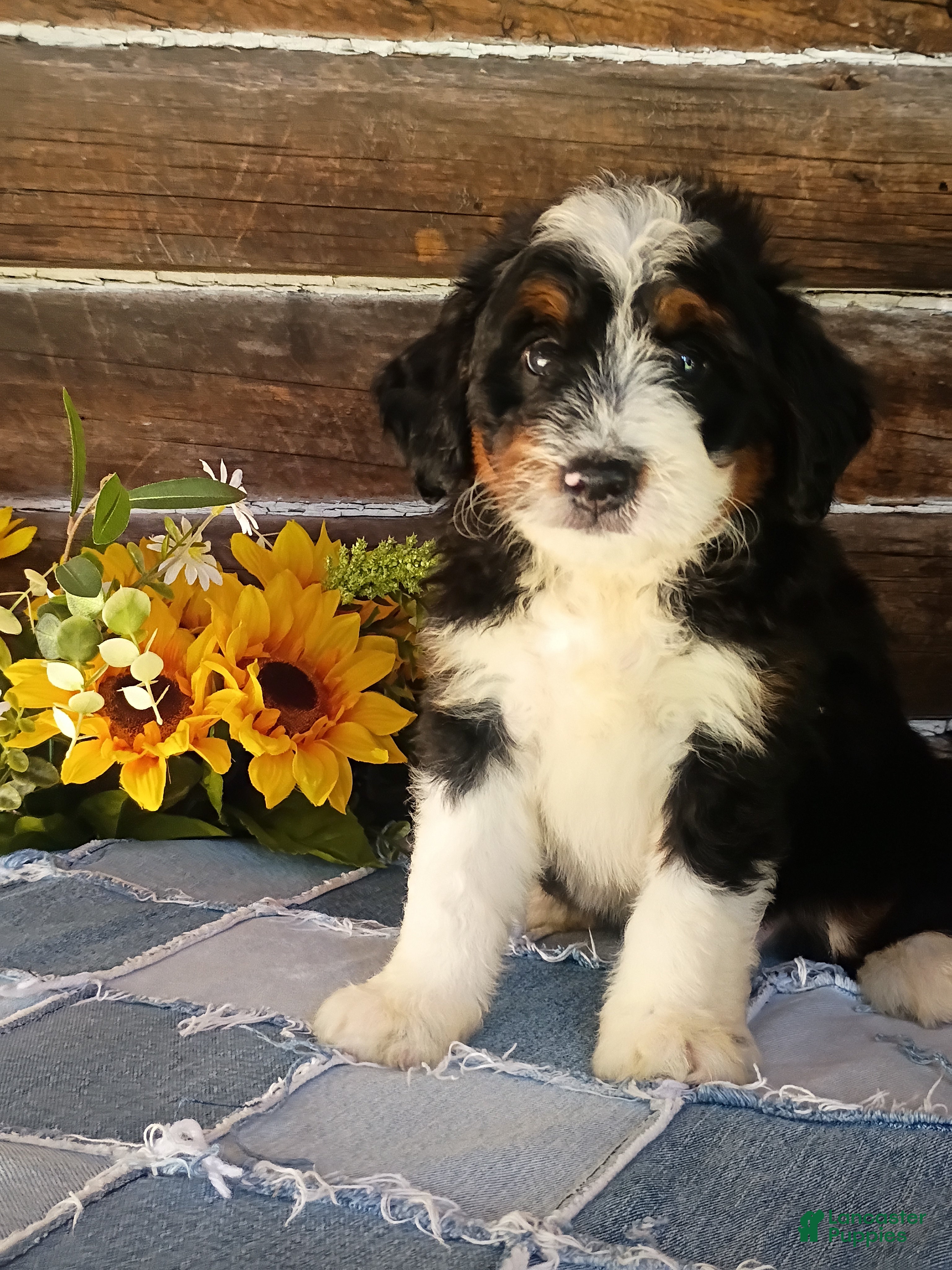 Mini Bernedoodle dogs Mini Bernedoodle 3 - Ad 1