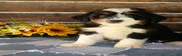 Mini Bernedoodle dogs for sale: Mini Bernedoodle 3 - Ad 1