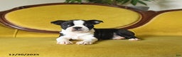 Boston Terrier dogs for sale: Prancer - Ad 10
