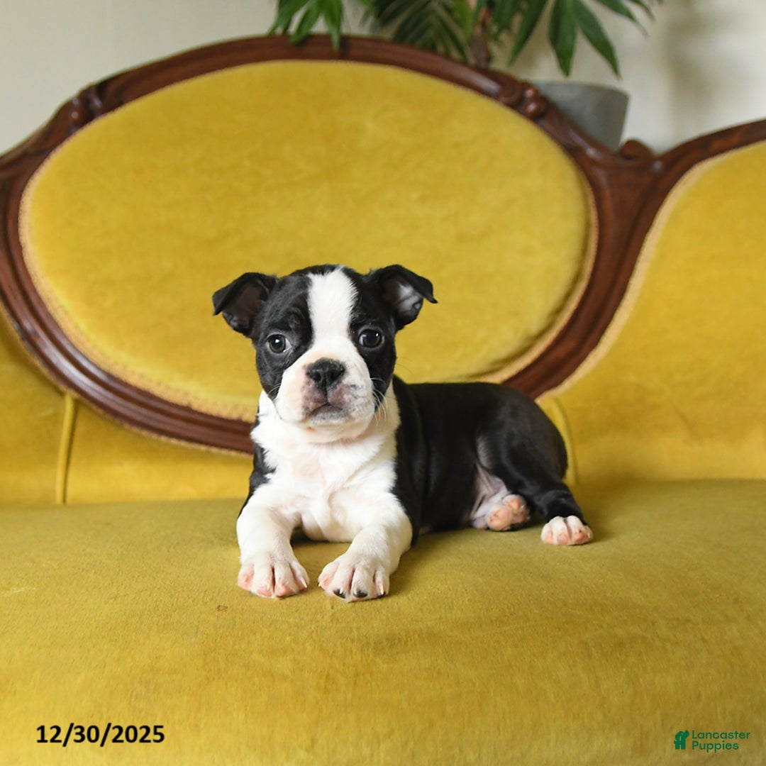 Boston Terrier dogs for sale: Prancer - Ad 10
