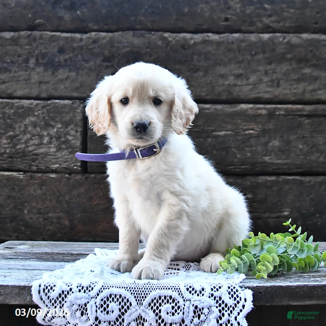 Goldendoodle dogs for sale: Blondie - Ad 1