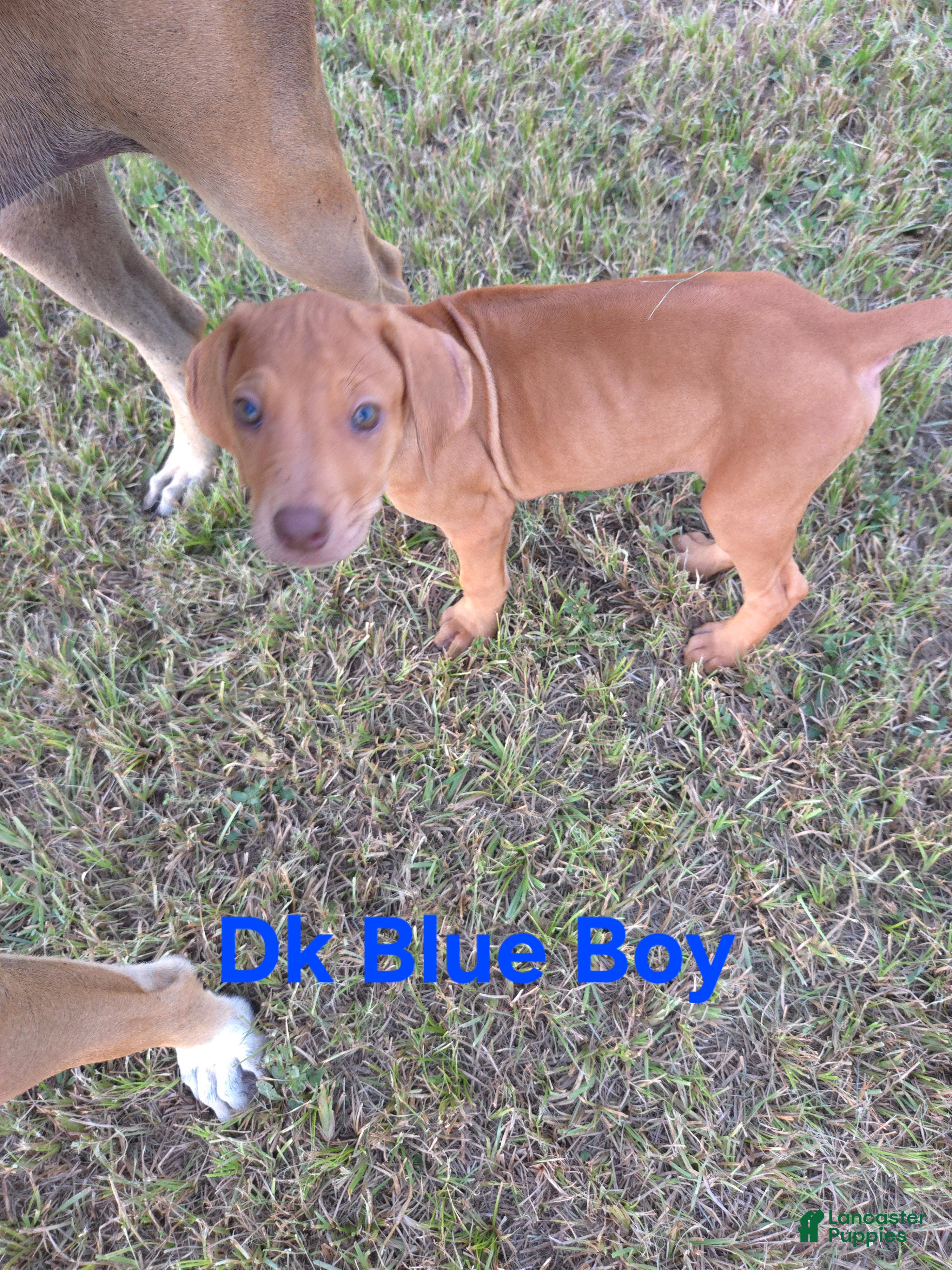Rhodesian Ridgeback dogs Dk Blue Boy  - Ad 2