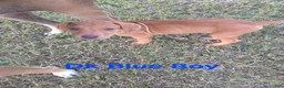 Rhodesian Ridgeback dogs for sale: Dk Blue Boy  - Ad 2
