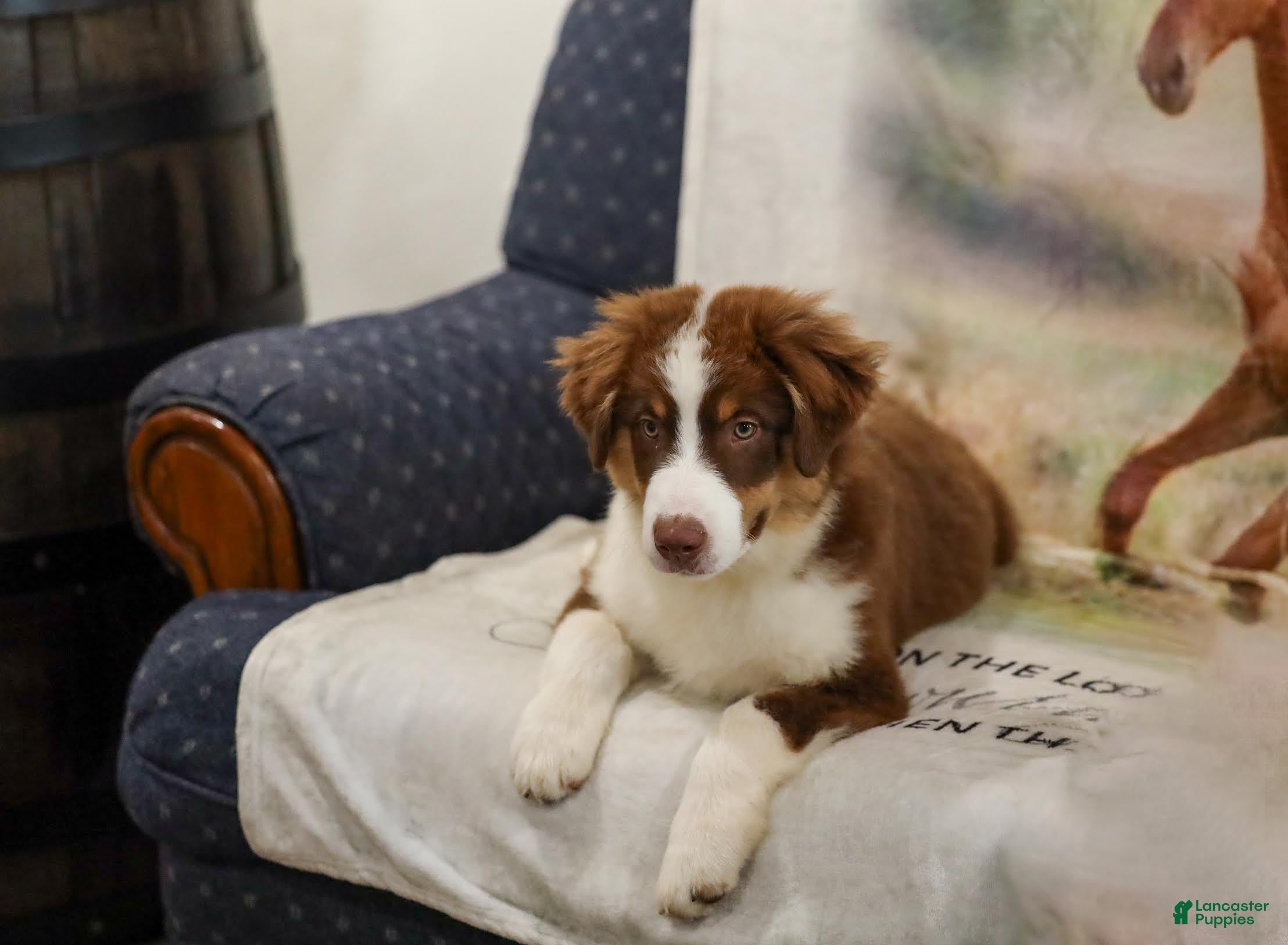 Miniature Australian Shepherd dogs Lava Miniature Australian Shepherd Puppy  - Ad 1