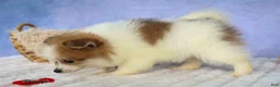 Pomeranian dogs for sale: Eric🐾 - Ad 20