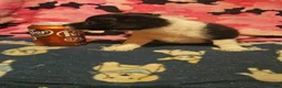 Chihuahua dogs for sale: Butter - Ad 14