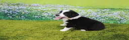Australian Shepherd dogs for sale: Lucky - Ad 7