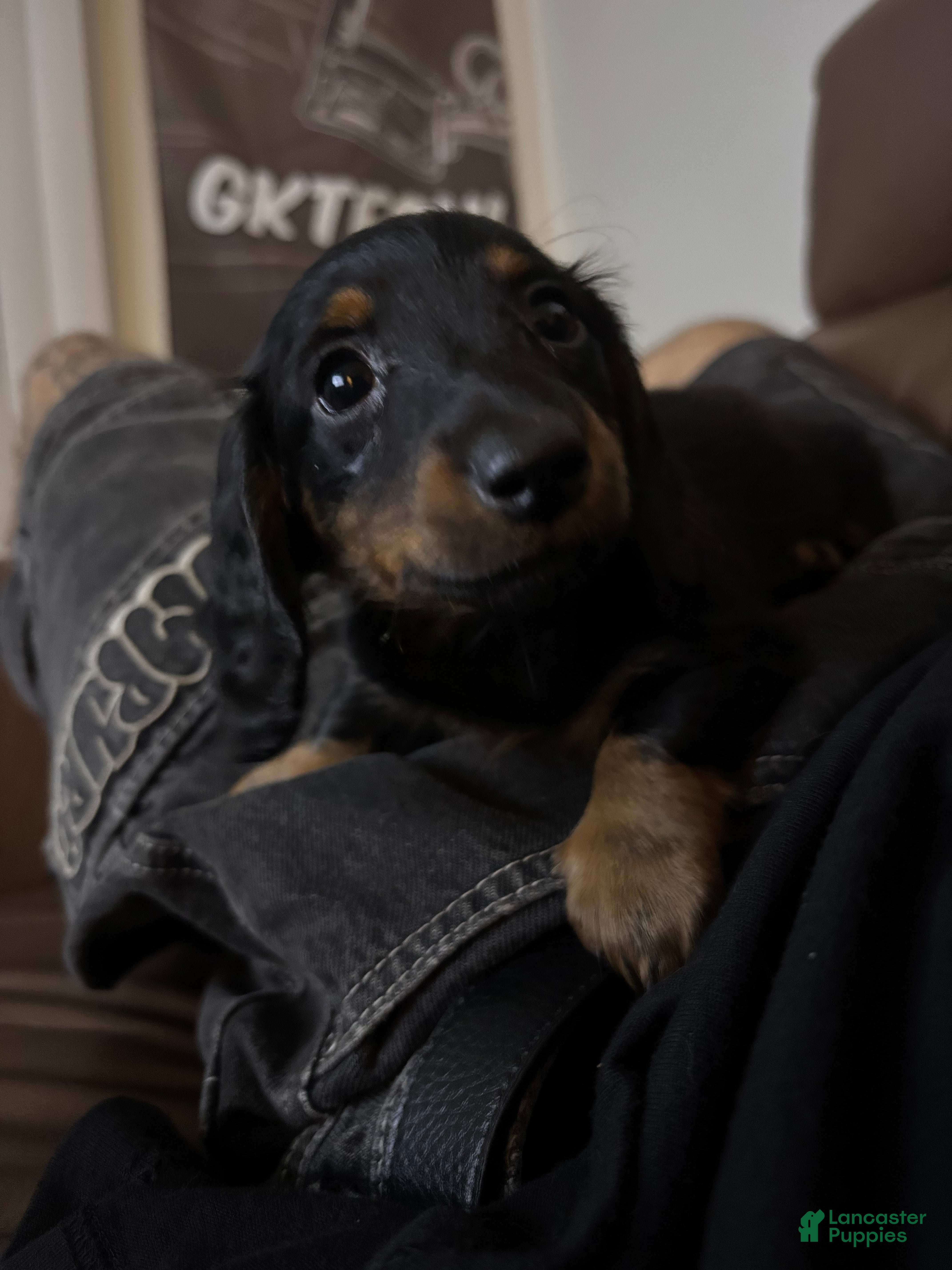 Dachshund dogs Dachshund 3 - Ad 11