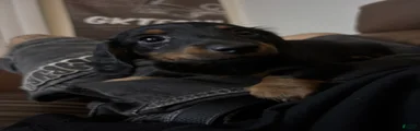 Dachshund 3