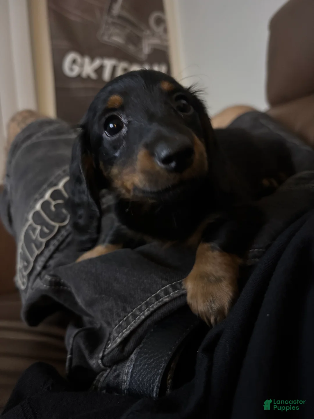 Dachshund dogs for sale: Dachshund 3 - Ad 1
