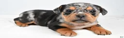 Beabull dogs for sale: Lyndsey - Ad 8