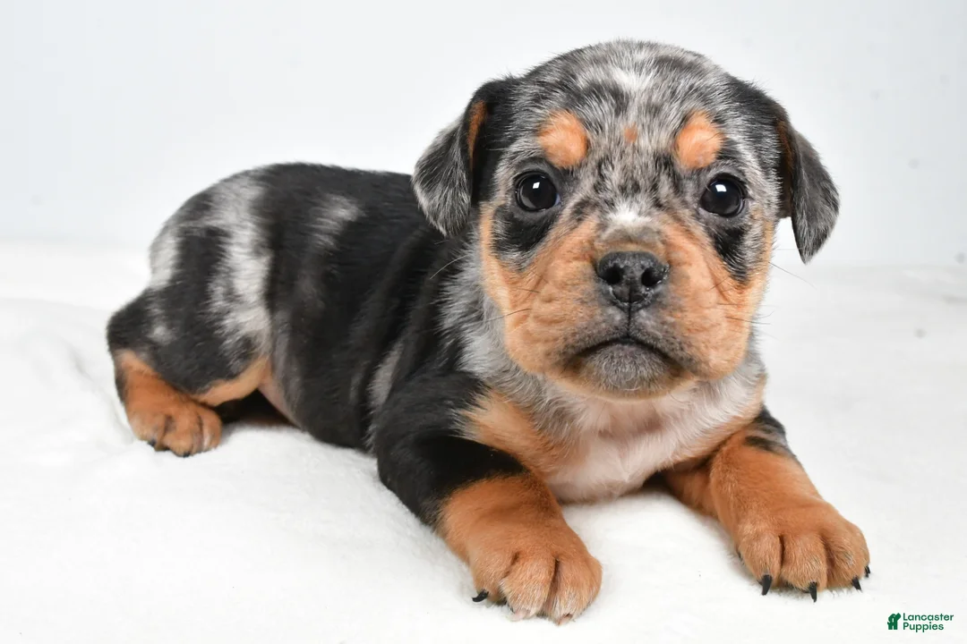 Beabull dogs for sale: Lyndsey - Ad 8