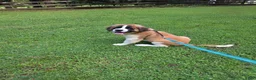 Saint Bernard dogs for sale: Saint Bernard 6 - Ad 5