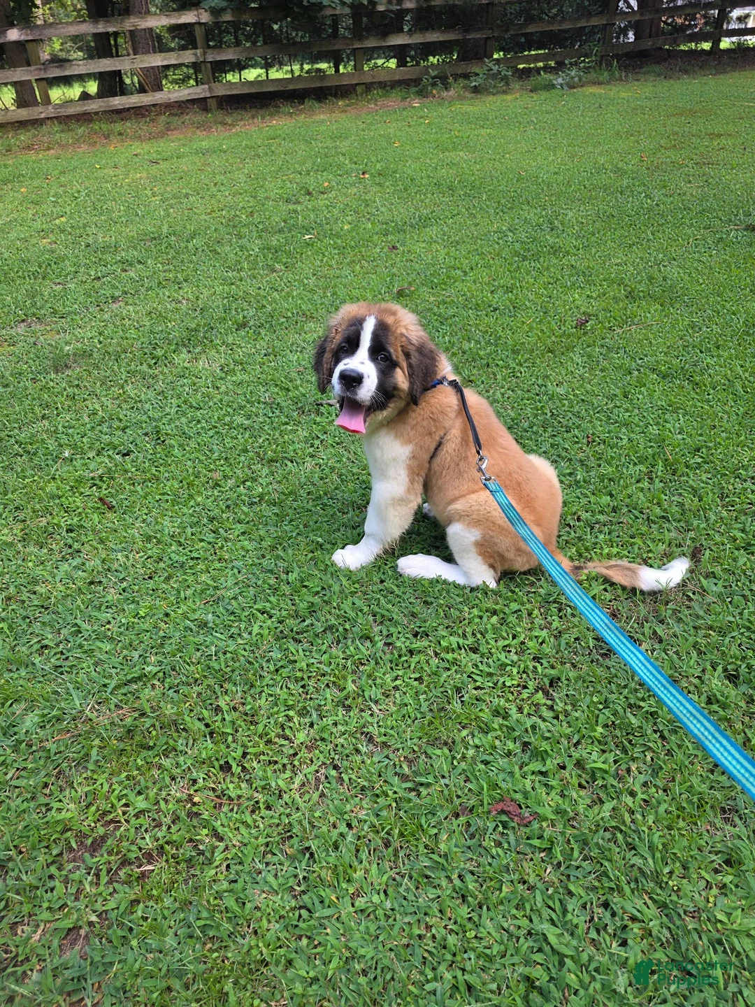 Saint Bernard dogs for sale: Saint Bernard 6 - Ad 5