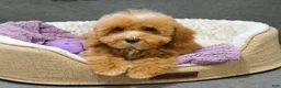 Cavapoo dogs for sale: Cici - Ad 2