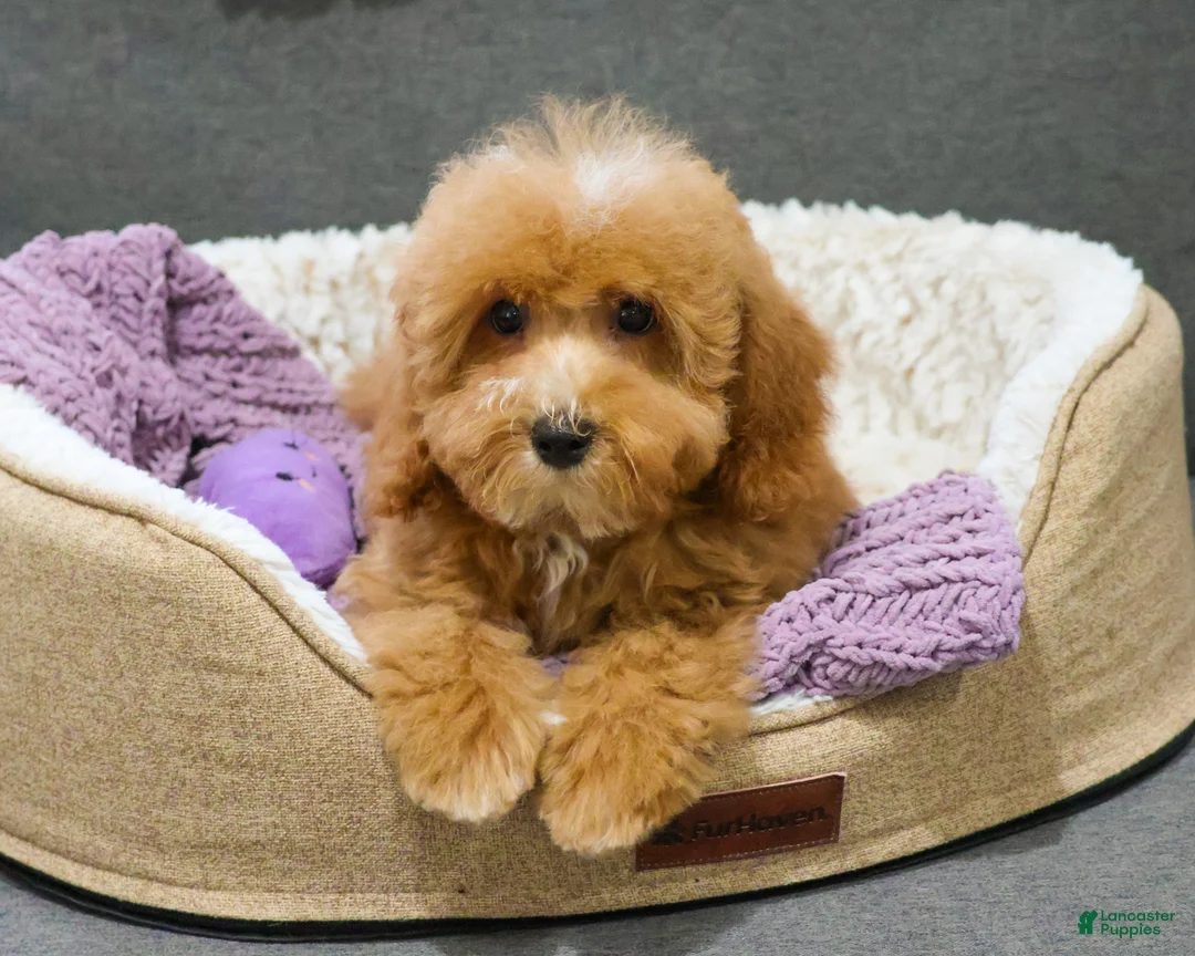 Cavapoo dogs for sale: Cici - Ad 2