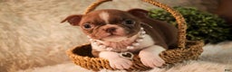Boston Terrier dogs for sale: Kloe - Ad 7